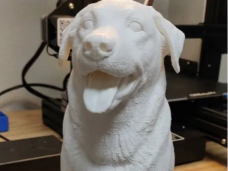 Labrador Golden Retriver