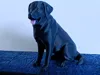 3 color pla