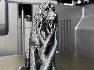 Bowie the Labradoodle