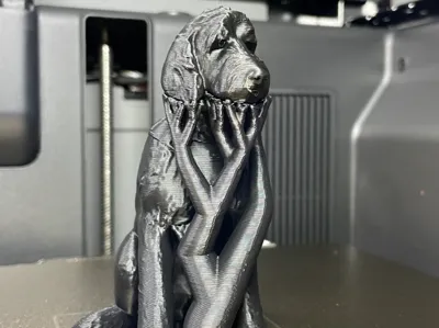 Bowie the Labradoodle