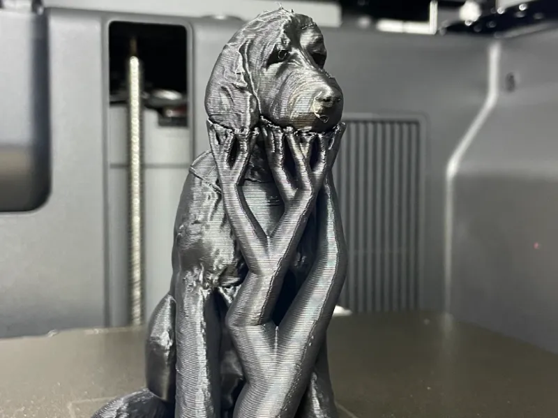 Bowie the Labradoodle