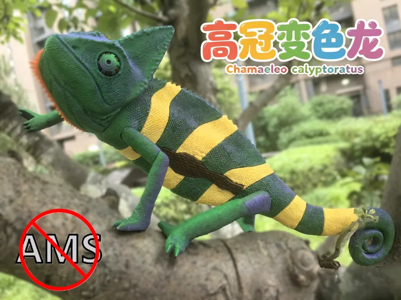 高冠变色龙(Chamaeleo calyptoratus)