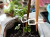0.2mm layer height, 3 walls, 12% infill Small version plant anti-toppling clip, matching the height of the middle and lower part of chopsticks