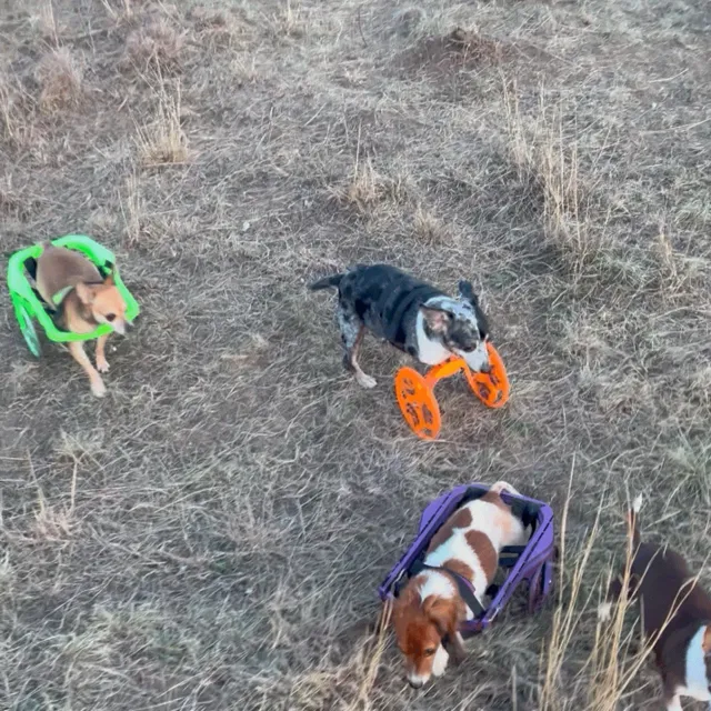 Handicap Dog Cart