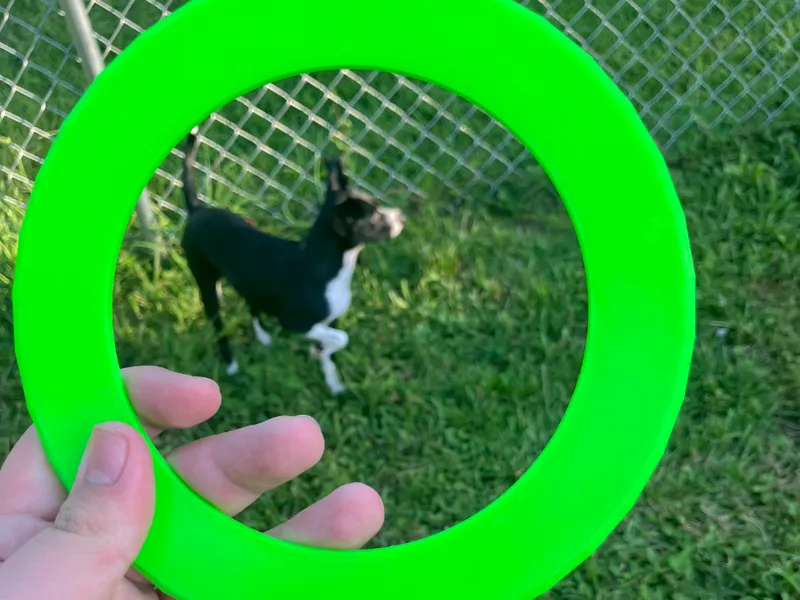 Frisbee