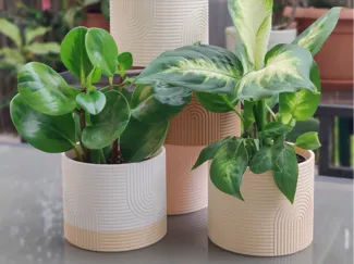 Modern Curved Pot - Planter – Minimalist Design