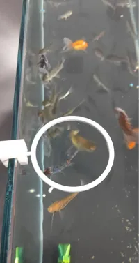 Distributeur de nourriture pour aquarium en verre — photo 1