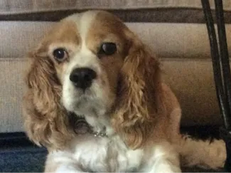 Cavalier King Charles Spaniel