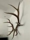Elk Shed Mount 100% infill - 2 Plates
