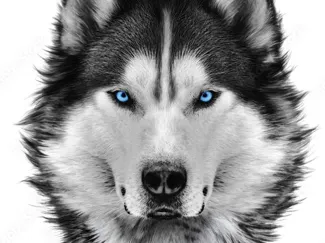 Husky