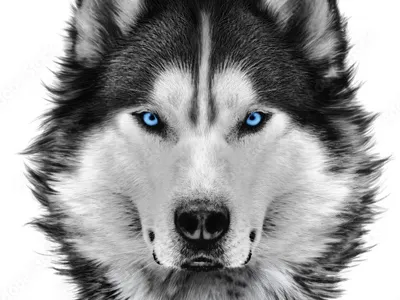 Husky
