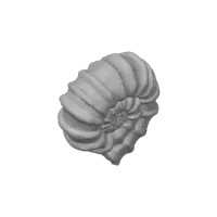 Ammonite articulée — photo 4