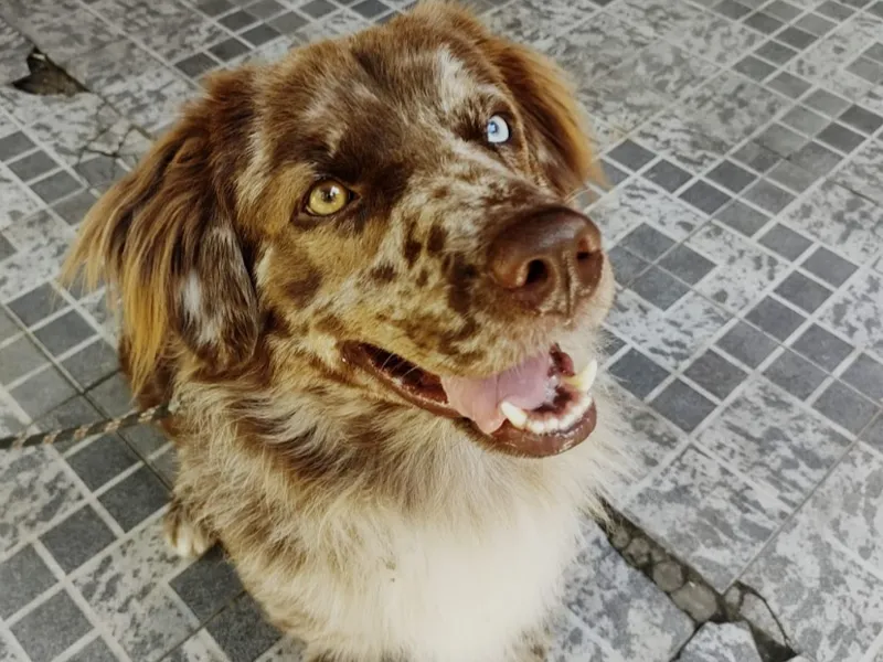 Mike o cão