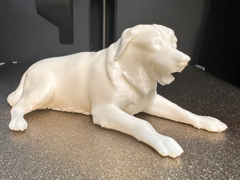 LABRADOR CANE