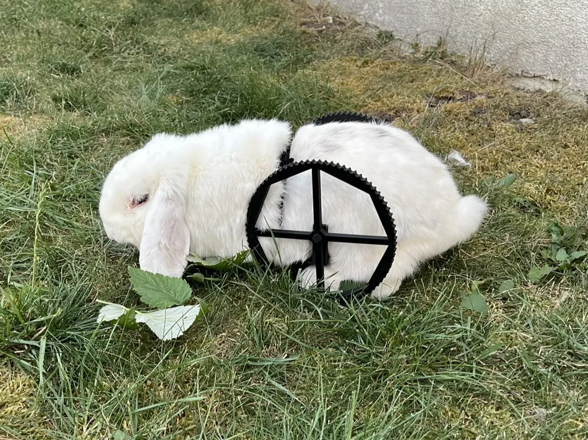Small animal mobility aid - Free 3D Print Model - MakerWorld