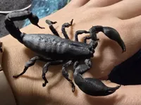 Scorpion Heterometrus silenus — figurine — photo 1