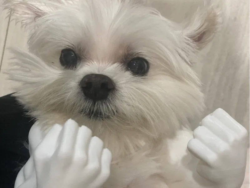 hulk arms for your pet (light and fast version)