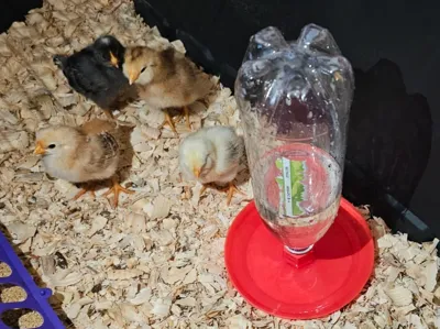 Chick Waterer