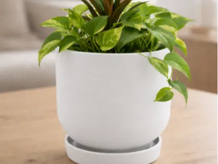 https://makerworld.bblmw.com/makerworld/model/US3fcf0bf10cd1a0/design/2025-12-28_9f8b8947589288.png