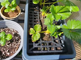 Strawberry Plant Support Fruit Protectors