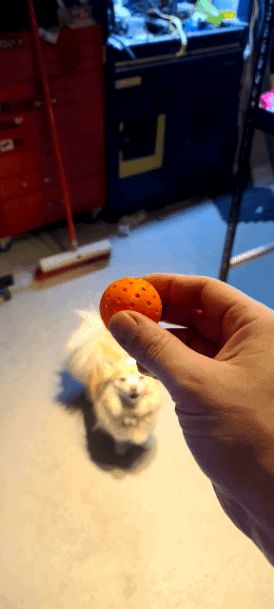 PingPong Ball Circle 1.1