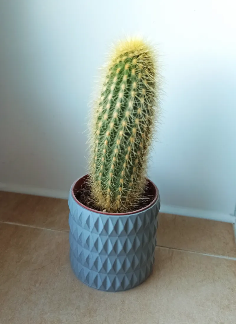 Flower Pot Angular Design