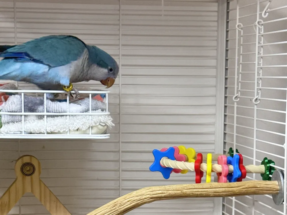 A Frame Rotation Exercise Parrot Twisting Fun Play Stand | Custom Hole Spacing | Pet/Perch Stand ...