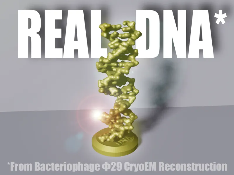 Real DNA Model with Stand (from Bacteriophage Φ29)