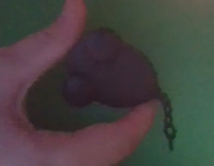 mouse with tail