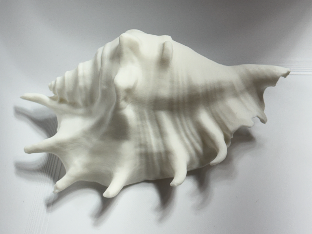 Seashell  3D scan conch shell