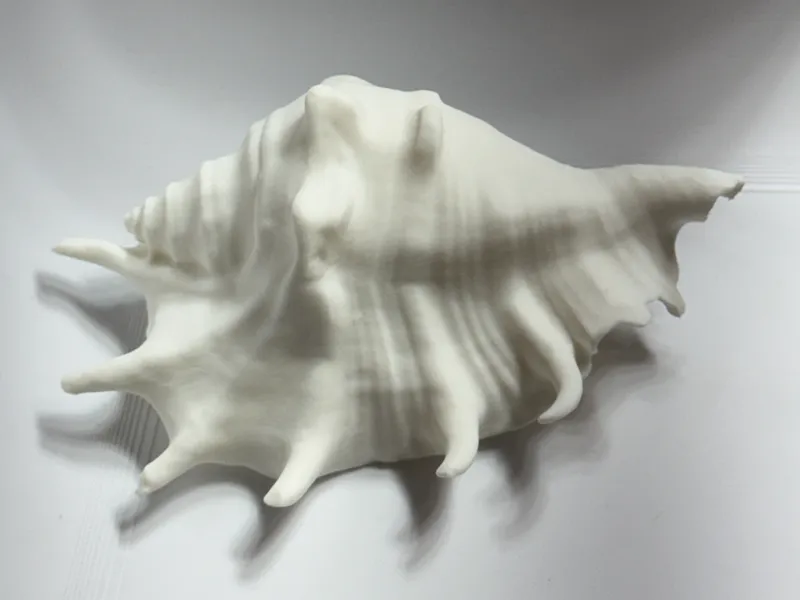 Seashell 3D scan conch shell