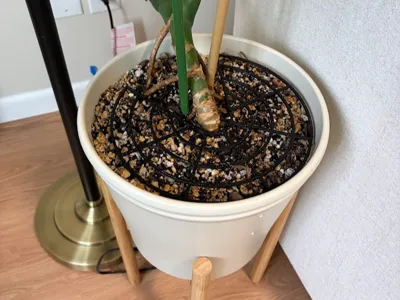 Monstera Plant Soil Protector - keep pets away!