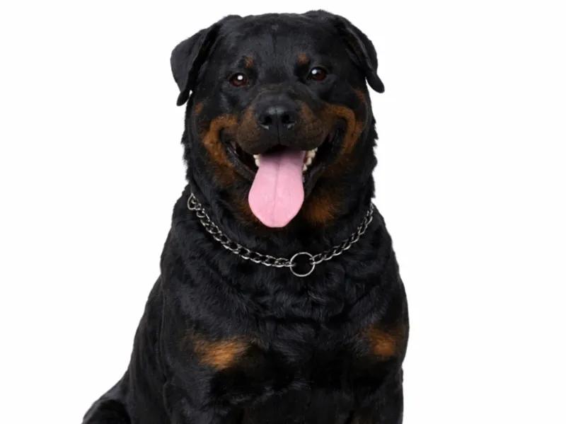 Cane rottweiler