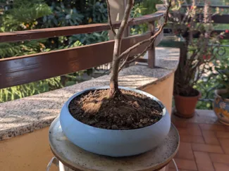 Bonsai Plateau