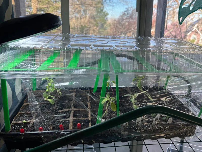 Jiffy Seed Starter lid riser