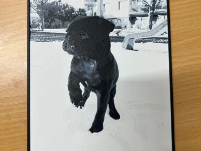 Pug in Snow - Hueforge