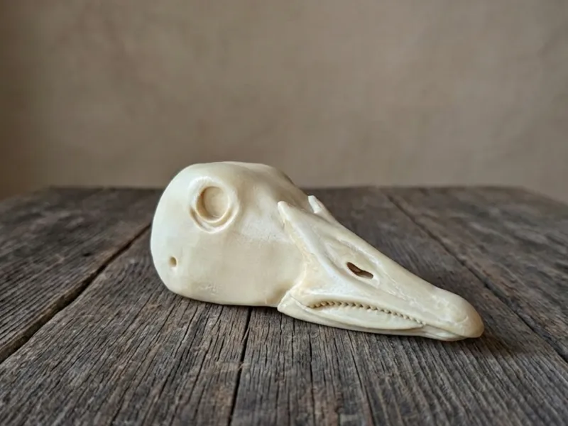 Snow Goose - Taxidermy Head