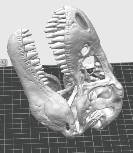 The King of Tyrants: AMNH 5027 Skull Replica view 3