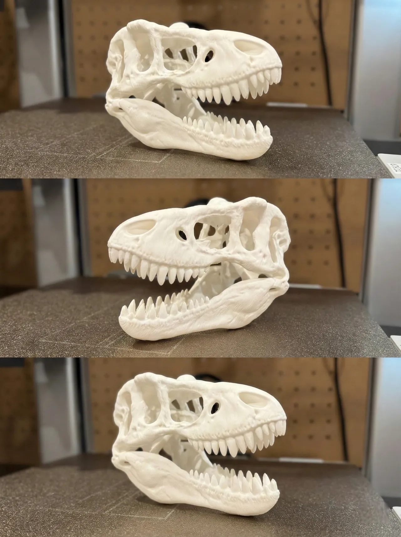 The King of Tyrants: AMNH 5027 Skull Replica view 2