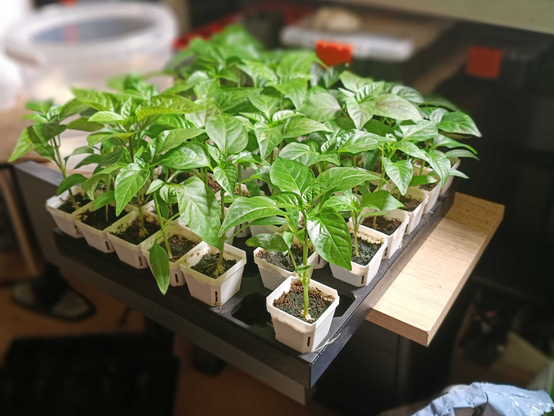 40x50 Pot Plant system