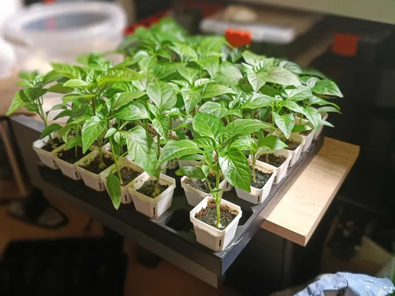 40x50 Pot Plant system