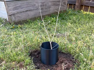 Tree Protectors 