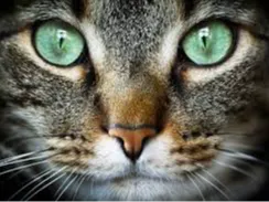 Cat Relief