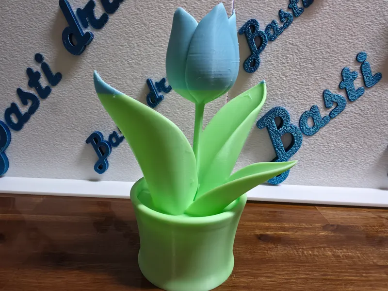 flowering tulip in a pot
