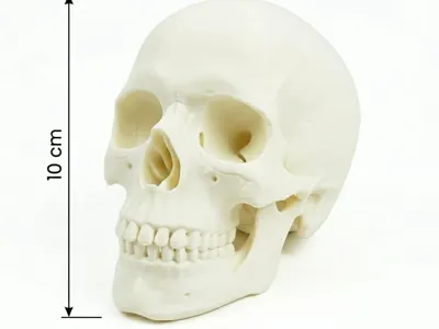 happy skull