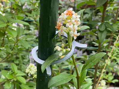 Plant clip, the support for your green friends!