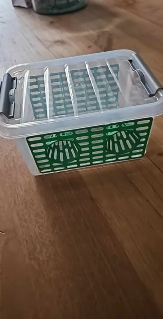 Asian Hornet trap