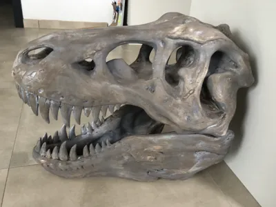 super large T-Rex skull - 600 mm