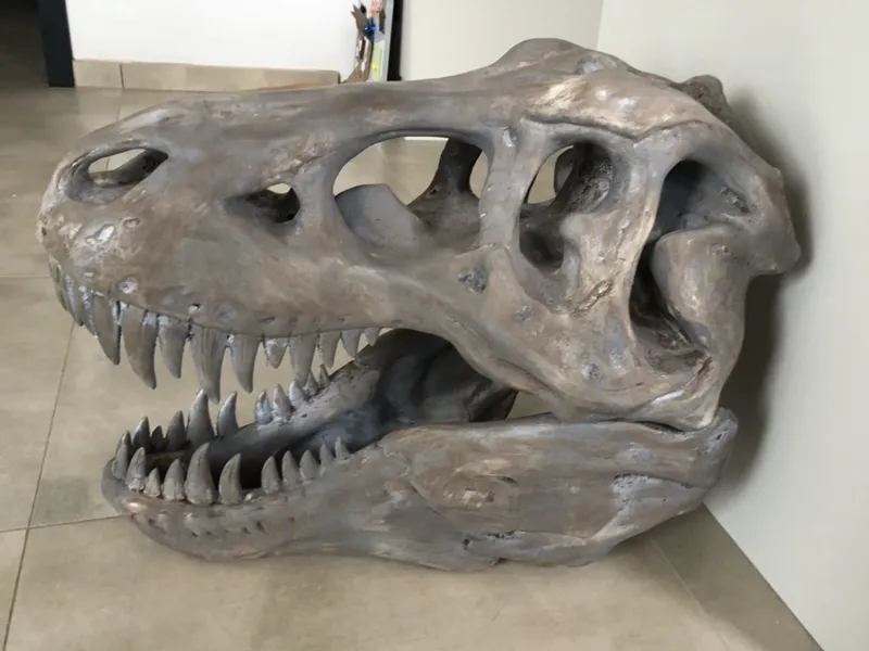 super large T- rex skull - 600 mm