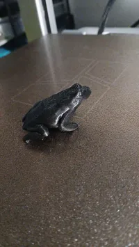 Grenouille — photo 2